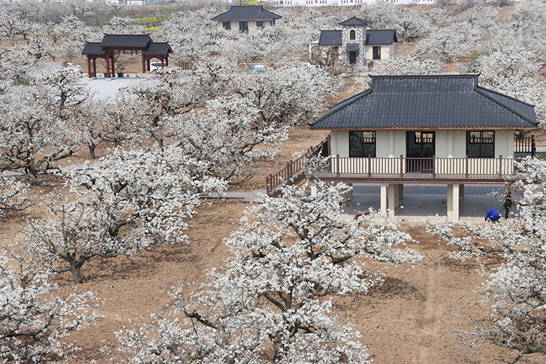 梨花語(yǔ)景區(qū)梨園