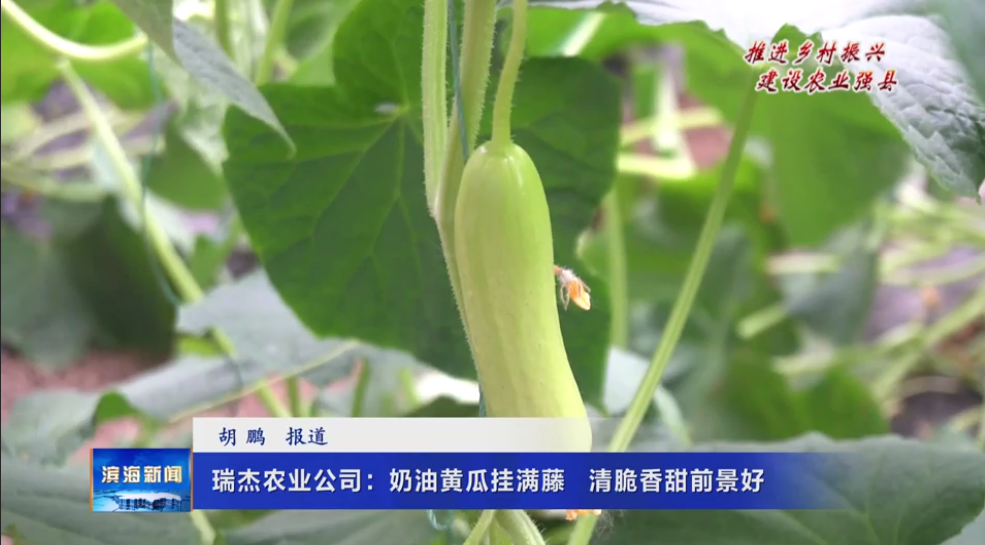 【推進鄉(xiāng)村振興?建設(shè)農(nóng)業(yè)強縣】瑞杰農(nóng)業(yè)公司
