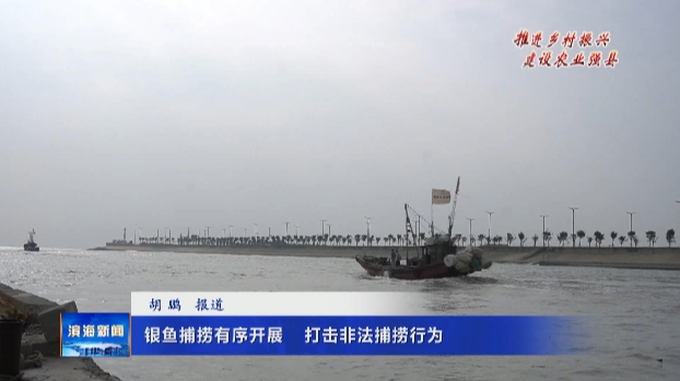 【推進(jìn)鄉(xiāng)村振興?建設(shè)農(nóng)業(yè)強(qiáng)縣】銀魚(yú)捕撈有序