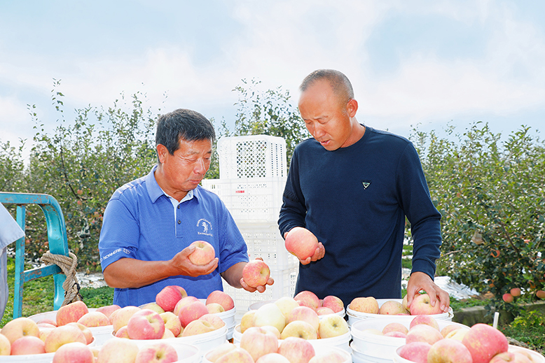 縣農(nóng)業(yè)園田園墨歌綠色生態(tài)果園蘋(píng)果迎來(lái)采摘季