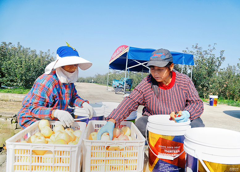 縣農業(yè)園田園墨歌百果園蘋果迎來采摘季